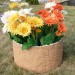 Цветник КАНЬОН купить в Печоре